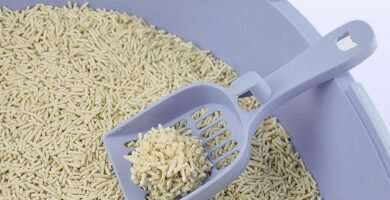 Arena vegetal aglomerante para gatos: la alternativa ecológica 5 Arena vegetal para gatos